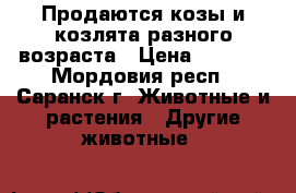 Продаются козы и козлята разного возраста › Цена ­ 1 000 - Мордовия респ., Саранск г. Животные и растения » Другие животные   